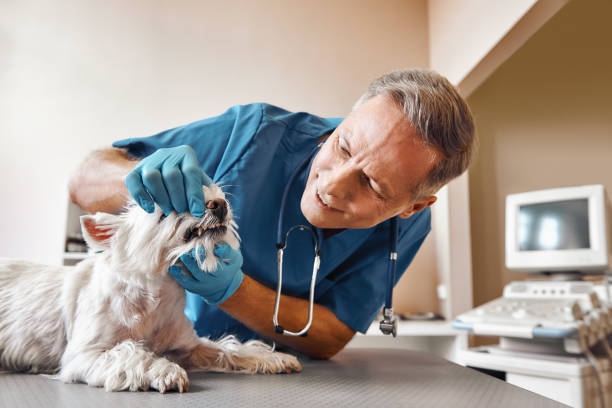 Best Emergency Root Canal Treatment in Indian River Shores, FL